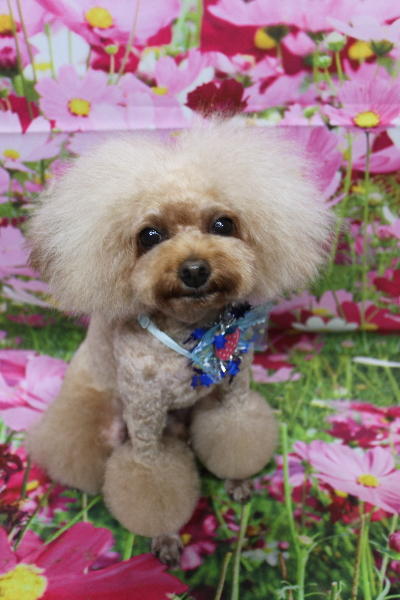 千葉県千葉市のトイプードルのトリミング画像