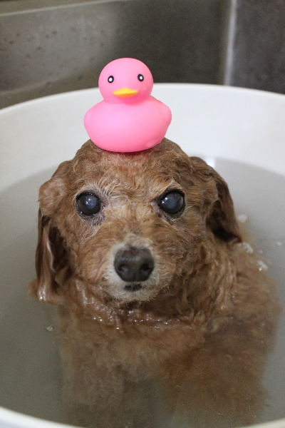 千葉県鎌ケ谷市のトイプードルの炭酸泉画像