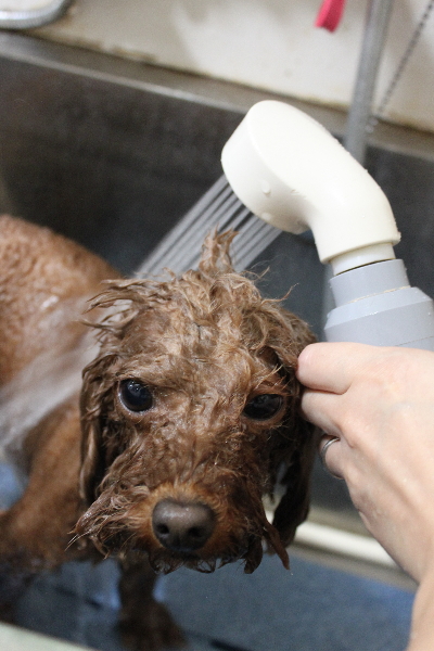 千葉県市川市のトイプードルのオゾンシャワー画像