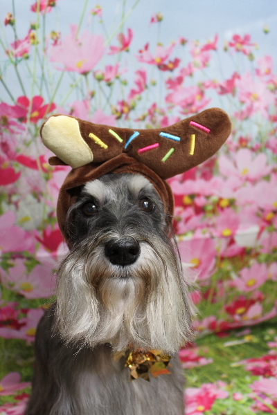 千葉県船橋市のミニチュアシュナウザーのトリミング画像