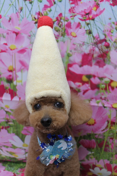 千葉県船橋市のトイプードルのトリミング画像