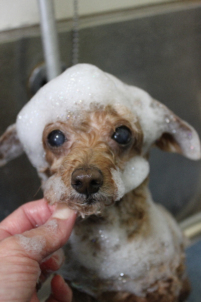 千葉県船橋市のトイプードルのシャンプー画像