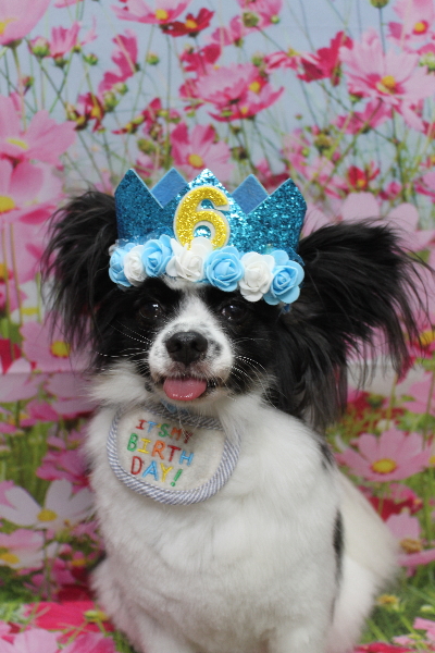 茨城県龍ヶ崎市のパピヨントリミング画像