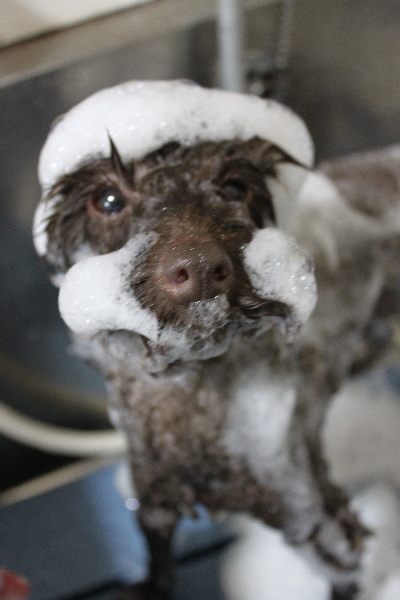 千葉県市川市のトイプードルのシャンプー画像