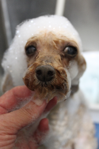 千葉県船橋市のトイプードルのシャンプー画像