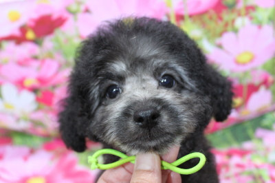 トイプードルブリーダーの子犬、トリミング画像