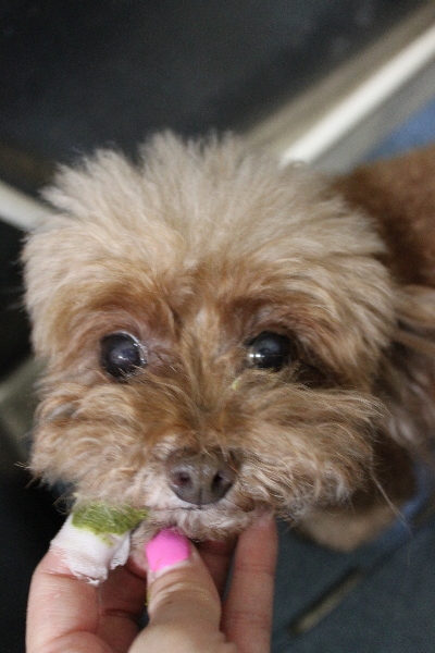 千葉県船橋市のトイプードルの歯磨き画像