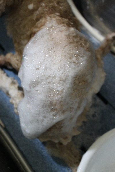 千葉県船橋市のトイプードルのシャンプー画像