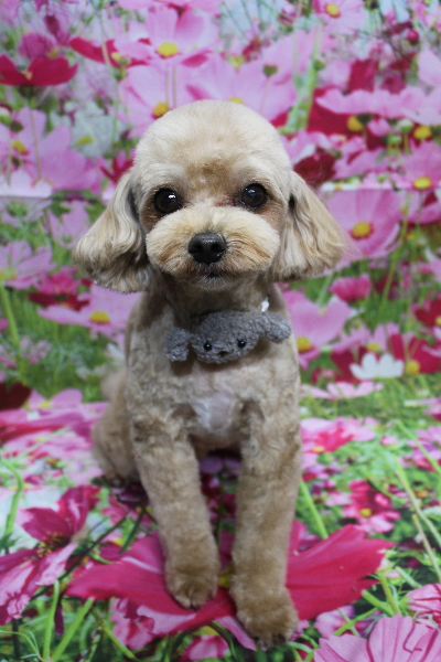 千葉県船橋市のミックス犬のトリミング画像