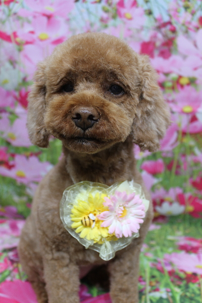 千葉県鎌ケ谷市トイプードルのトリミング画像