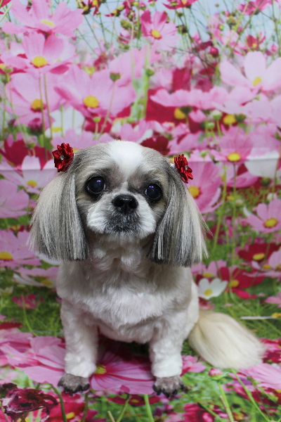 千葉県鎌ケ谷市のシーズーのトリミング画像