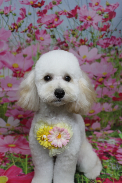 千葉県松戸市のトイプードルのトリミング画像