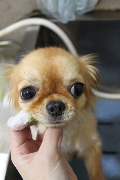 千葉県船橋市のロングコートチワワの歯磨き画像