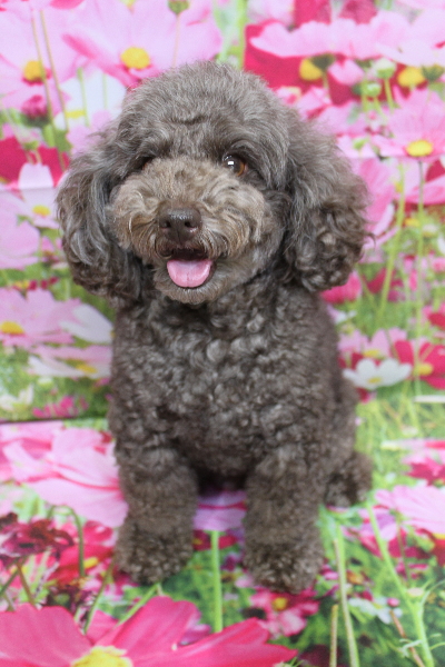 千葉県市川市のトイプードルのトリミング前画像