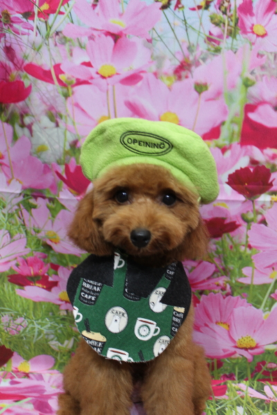 千葉県船橋市のトイプードルのトリミング画像