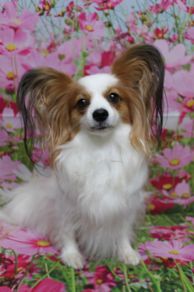 千葉県鎌ヶ谷市のパピヨンのトリミング前画像