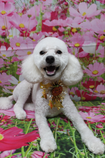 千葉県船橋市のトイプードルのトリミング画像