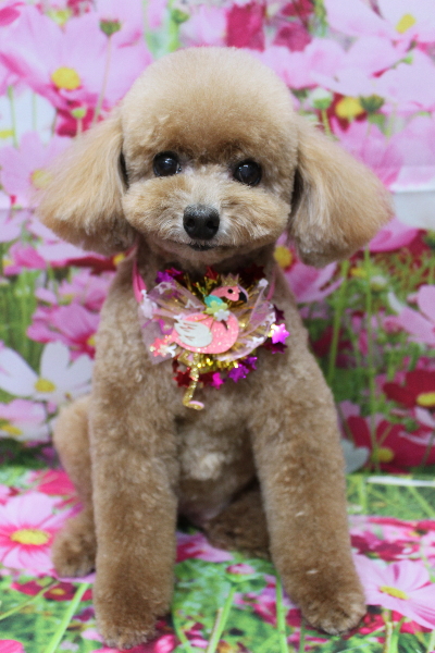 千葉県鎌ケ谷市のトイプードルのトリミング画像