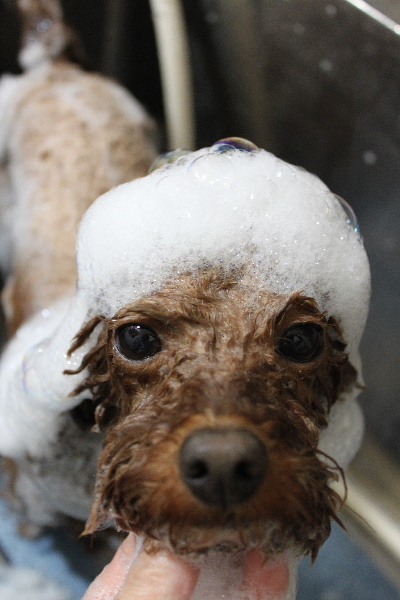 千葉県市川市のトイプードルのシャンプー画像