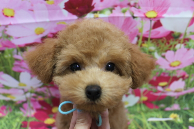 トイプードルブリーダーの子犬、トリミング画像