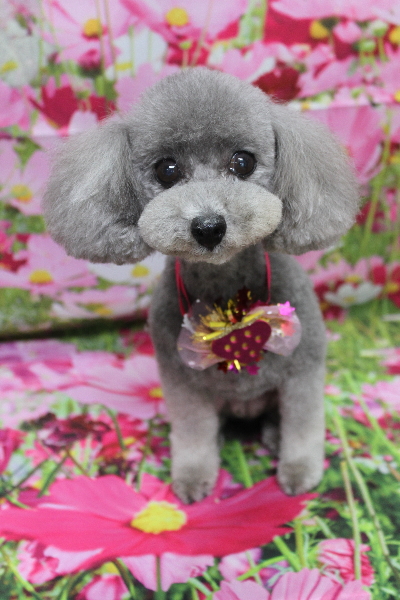 千葉県船橋市のトイプードルのトリミング画像