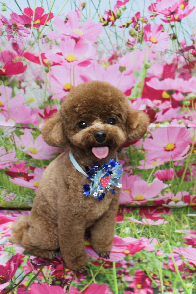 千葉県鎌ケ谷市トイプードルのトリミング画像