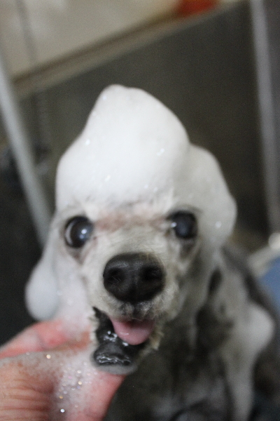 千葉県船橋市のトイプードルのシャンプー画像