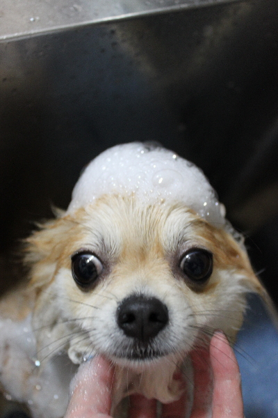 千葉県船橋市のミックス犬のシャンプー画像