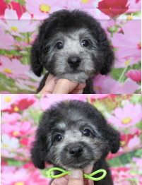 トイプードルブリーダーの子犬、トリミング画像