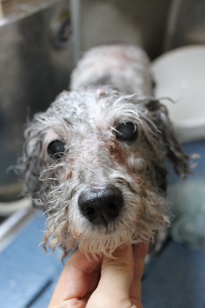 千葉県松戸市のトイプードルのシャンプー画像