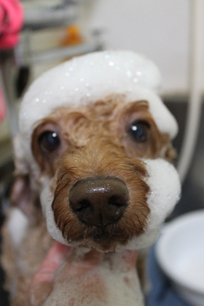 千葉県船橋市のトイプードルのシャンプー画像