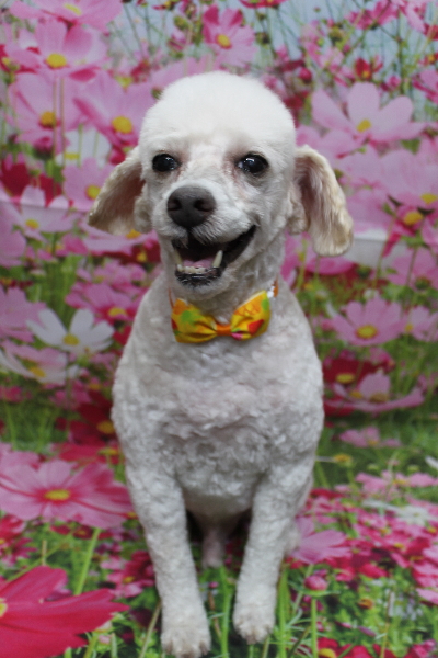 千葉県市川市のトイプードルのトリミング画像