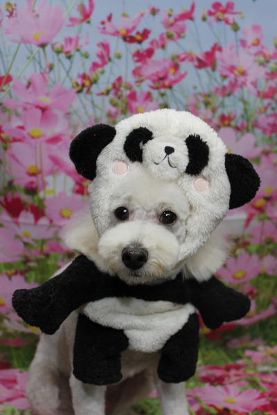 千葉県鎌ヶ谷市のトイプードルのトリミング画像