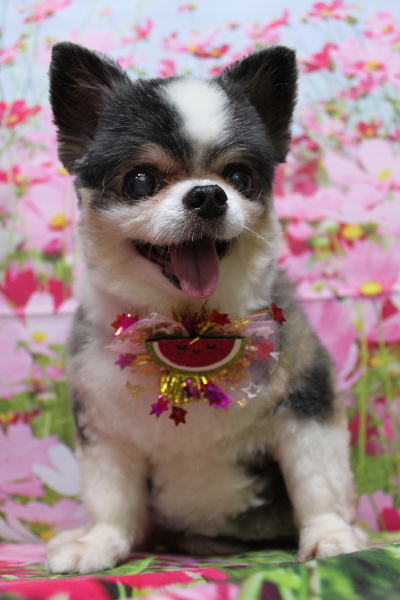 千葉県鎌ケ谷市のチワワのトリミング画像