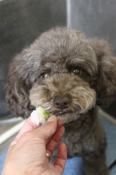 千葉県市川市のトイプードルの歯磨き画像