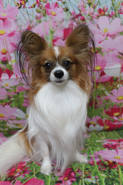 千葉県鎌ヶ谷市のパピヨンのトリミング前画像