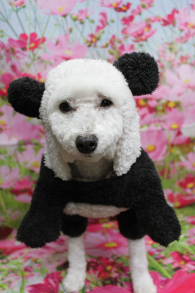 千葉県船橋市のトイプードルのトリミング画像