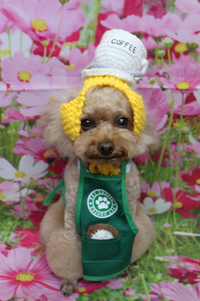 千葉県千葉市のトイプードルのトリミング画像