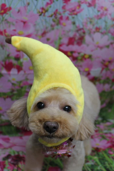 千葉県船橋市のトイプードルのトリミング画像