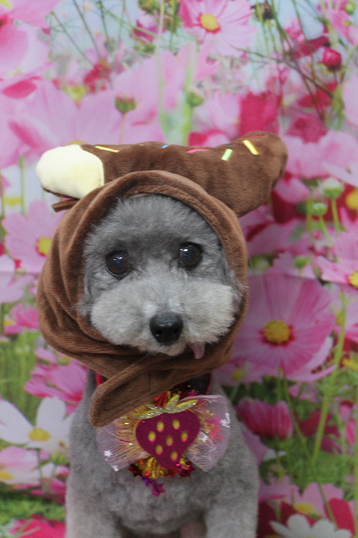 千葉県船橋市のトイプードルのトリミング画像