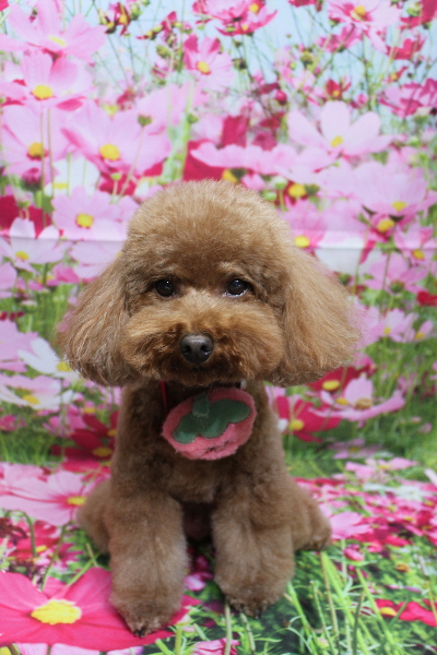 千葉県市川市のトイプードルのトリミング画像