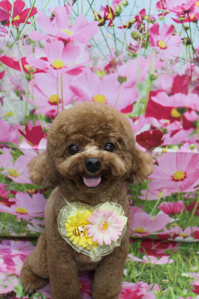 千葉県鎌ケ谷市トイプードルのトリミング画像