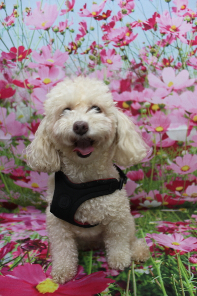 千葉県船橋市のトイプードルのトリミング前画像