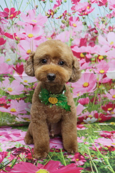 千葉県船橋市のトイプードルのトリミング画像