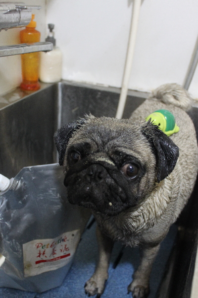 千葉県鎌ケ谷市のパグの泥パック画像