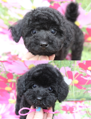 トイプードルブリーダーの子犬、トリミング画像