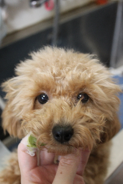 千葉県松戸市のトイプードルの歯磨き画像