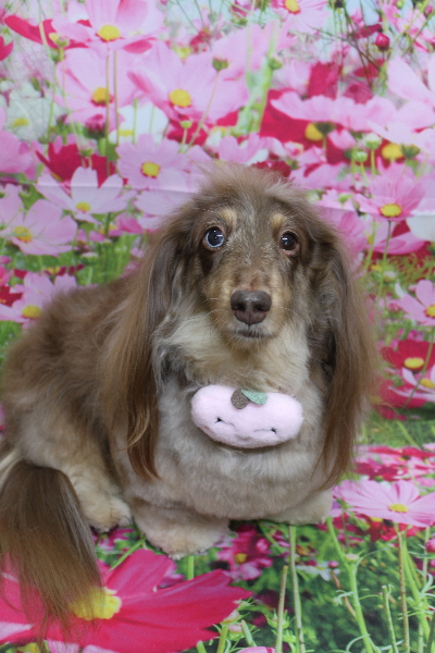 千葉県松戸市のミニチュアダックスのトリミング画像