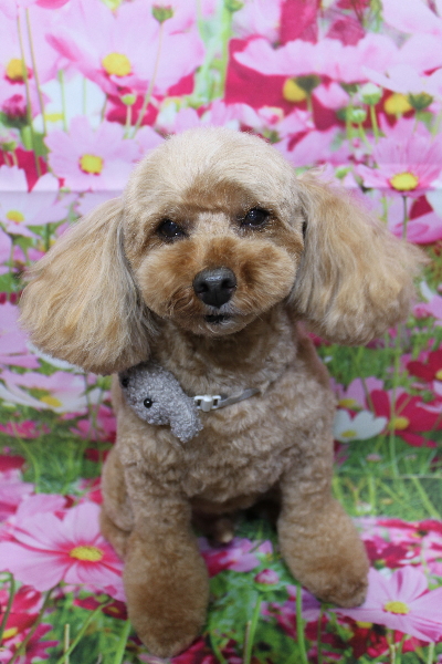 千葉県船橋市のトイプードルのトリミング画像