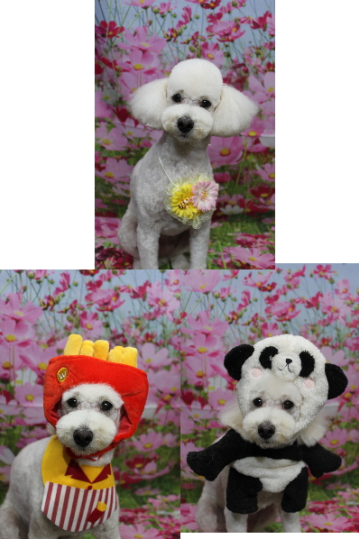 千葉県鎌ヶ谷市のトイプードルのトリミング画像